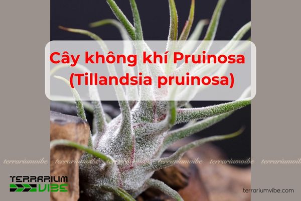 Cây không khí Pruinosa - Tillandsia pruinosa 1 Đặc điểm sinh học của cây không khí Pruinosa - Tillandsia pruinosa