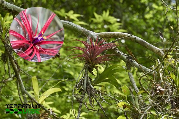 Cây không khí Brachycaulos - Tillandsia Brachycaulos 2 Đặc điểm môi trường sống của cây không khí Brachycaulos