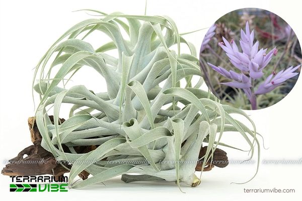 Cây không khí Cacticola - Tillandsia Cacticola 2 Cây không khí Cacticola thích nghi tốt trong điều kiện môi trường khác nhau