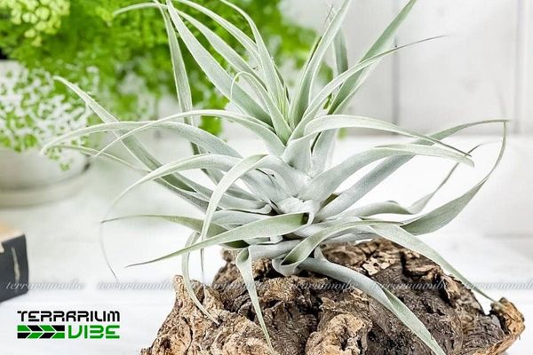 Cây không khí Cacticola - Tillandsia Cacticola 4 Một số lưu ý cơ bản để chăm sóc tốt cây không khí Cacticola