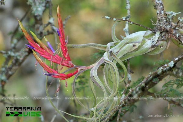 Cây không khí Caput Medusae - Tillandsia Caput Medusae 2 Đặc điểm môi trường sống của Tillandsia Caput Medusae