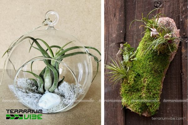 Cây không khí Caput Medusae - Tillandsia Caput Medusae 3 Đặc điểm khi trồng cây không khí Caput Medusae trong terrarium
