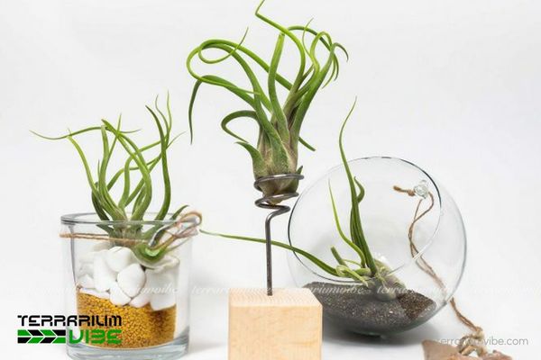 Cây không khí Caput Medusae - Tillandsia Caput Medusae 4 Điều kiện cần để chăm sóc cây không khí Caput Medusae trong terrarium
