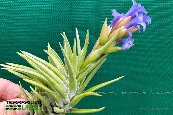 Cây không khí Neglecta - Tillandsia neglecta 3 Đặc tính khi trồng cây không khí Neglecta trong terrarium