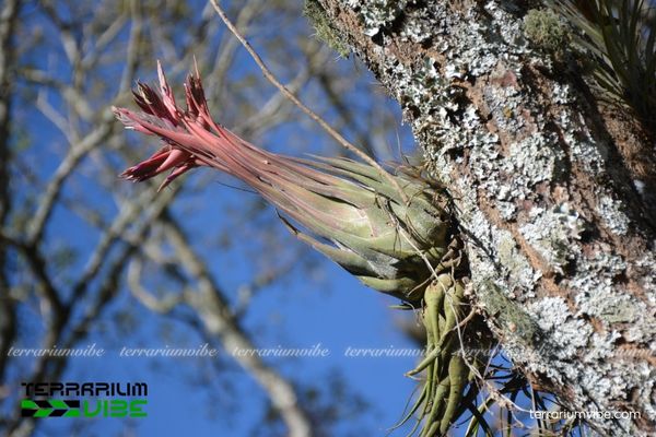 Cây không khí Seleriana - Tillandsia Seleriana 2 Đặc điểm về môi trường sống của cây không khí Seleriana