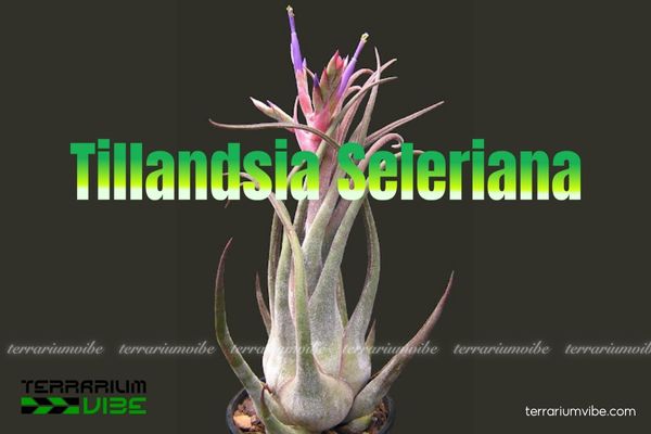 Cây không khí Seleriana - Tillandsia Seleriana 1 Tìm hiểu về đặc điểm sinh học cây không khí Seleriana - Tillandsia Seleriana