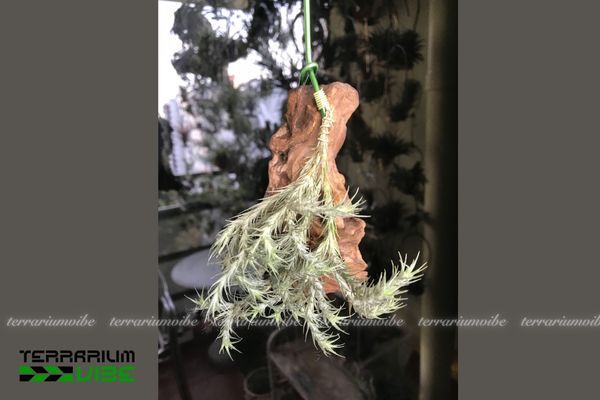 Cây không khí Tricolepsis - Tillandsia Tricolepsis 4 Điều kiện chăm sóc cây không khí Tricolepsis trong terrairum