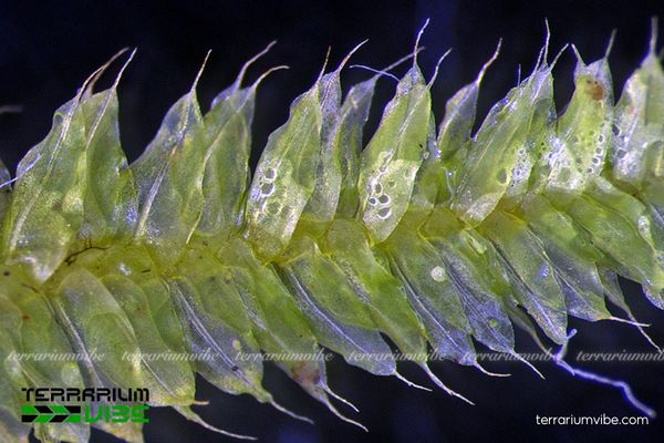 Rêu Weeping Việt 2 Rêu Weeping Việt ưa sống trong điều kiện ẩm ướt và râm mát