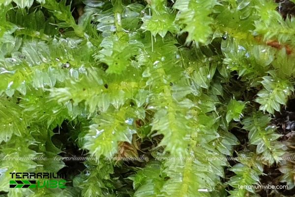 Rêu Weeping Việt 3 Yếu tố giúp rêu Racopilum Moss phát triển tốt trong terrarium