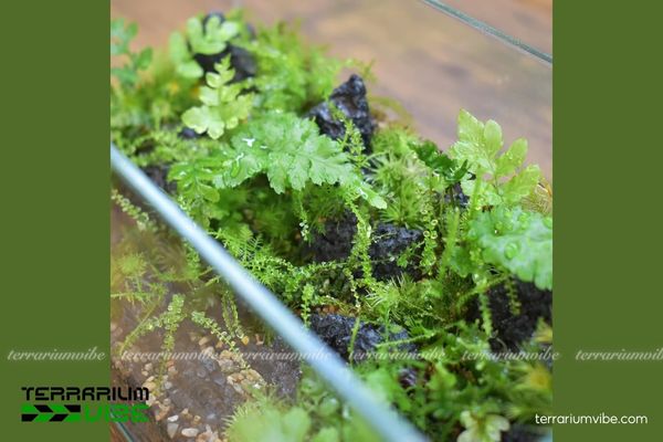 Rêu Xạ Hương 3 Rêu Xạ Hương có thể được trồng trong đa dạng loại terrarium