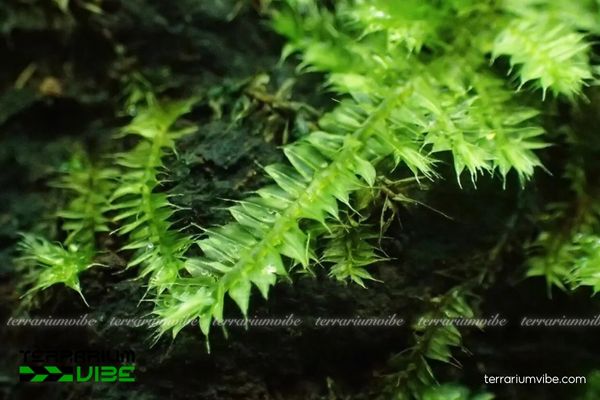 Rêu Weeping Việt 4 Cách nhân giống cây rêu Weeping Việt tại nhà