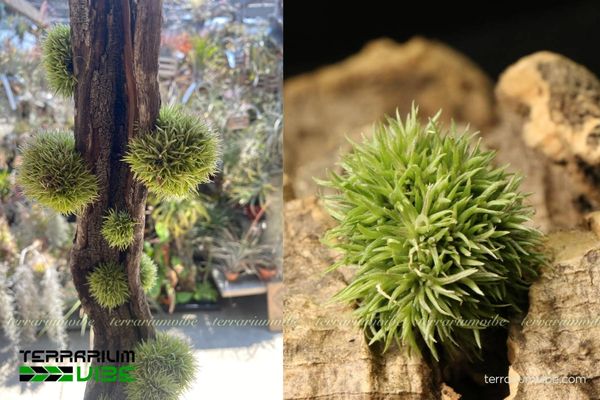 Cây không khí Aeranthos 'Teddy Bear' 2 Đặc điểm môi trường sống độc đáo của Aeranthos 'Teddy Bear'