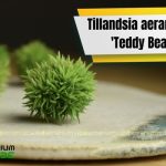 Cây không khí Aeranthos 'Teddy Bear'