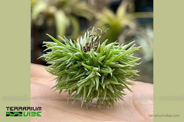 Cây không khí Aeranthos 'Teddy Bear' 3 Đặc điểm khi trồng cây không khí Teddy Bear trong bình terrarium