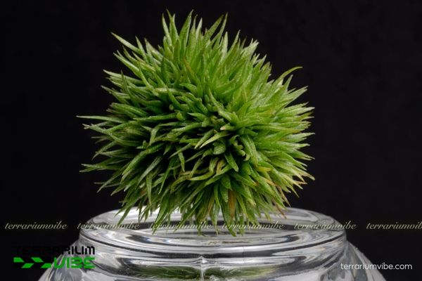 Cây không khí Aeranthos 'Teddy Bear' 4 Yếu tố cần thiết cần lưu ý khi chăm sóc cây Aeranthos 'Teddy Bear'