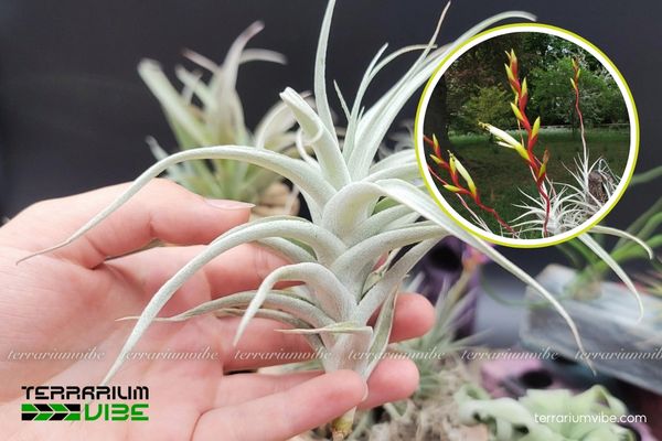 Cây không khí Albida 2 Đặc điểm môi trường sống của cây không khí Albida