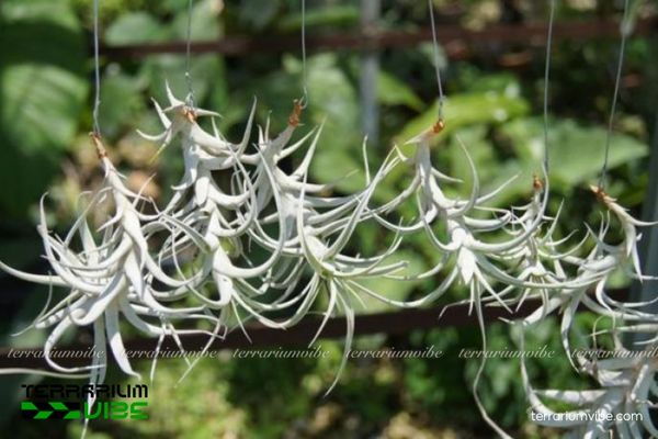 Cây không khí Albida 3 Bình thủy tinh dạng mở sẽ phù hợp trồng T.Albida