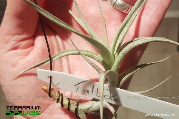 Cây không khí Albida 4 Đảm bảo các yếu tố cần thiết để cây luôn khỏe mạnh