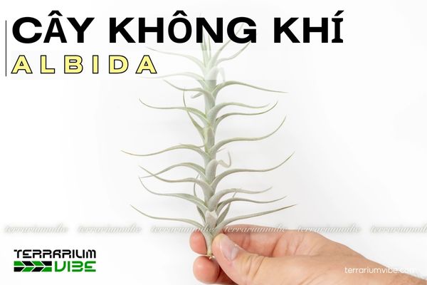 Cây không khí Albida 1 Đặc điểm hình thái và phát triển của cây không khí Albida