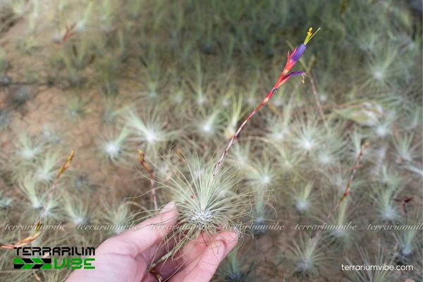 Cây không khí argentea 2 Đặc điểm môi trường sống của cây không khí argentea