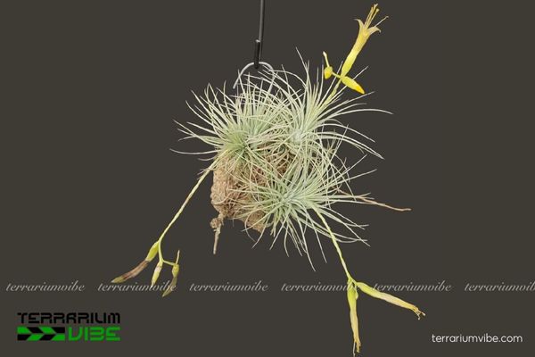 Cây không khí argentea 3 Đặc tính thích nghi trong môi trường terrarium của Tillandsia argentea