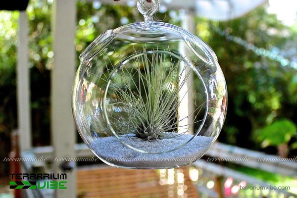 Cây không khí argentea 4 Hướng dẫn chăm sóc cây Argentea cơ bản