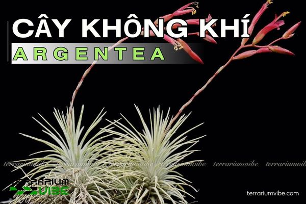 Cây không khí argentea 1 Đặc điểm hình thái học của cây không khí argentea
