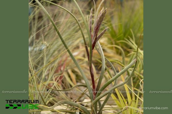Cây không khí Baileyi - Tillandsia Baileyi 2 Khám phá nguồn gốc và môi trường sinh sống của cây
