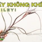 Cây không khí Baileyi - Tillandsia Baileyi