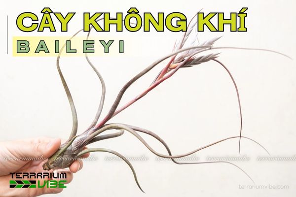 cay-khong-khi-baileyi Cây không khí Baileyi - Tillandsia Baileyi