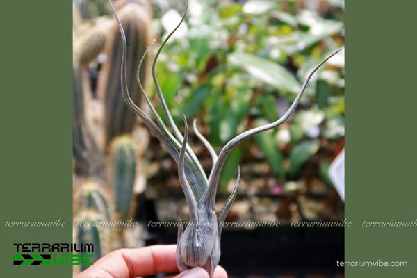 Cây không khí Baileyi - Tillandsia Baileyi 3 Cây không khí Baileyi thích hợp làm tiểu cảnh terrarium