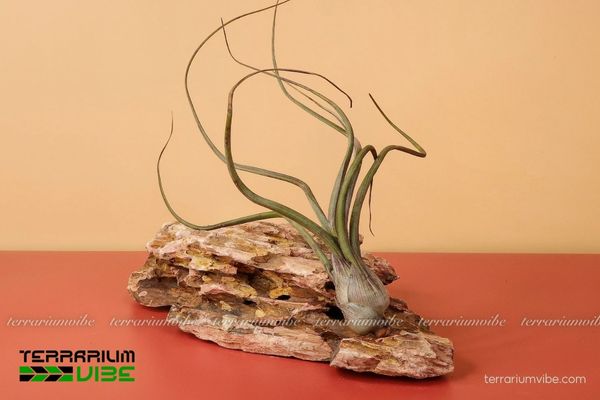 Cây không khí Baileyi - Tillandsia Baileyi 4 Những yếu tố cần thiết để cây phát triển tốt