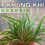 Cây không khí Bandensis 