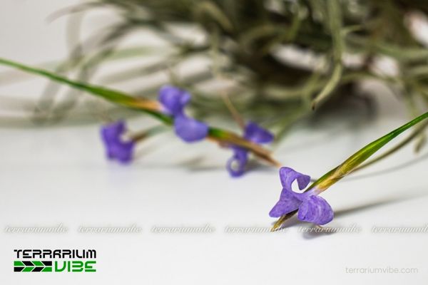 Cây không khí Bandensis 3 Cây không khí Bandensis thích hợp làm tiểu cảnh hồ cạn