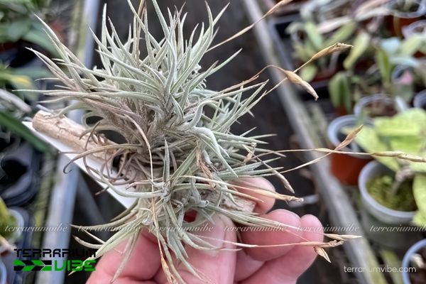 Cây không khí Bandensis 4 Yếu tố cần thiết để chăm sóc T. Bandensis trong terrarium