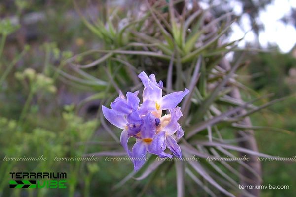 Cây không khí Bergeri - Tillandsia bergeri 2 Khám phá môi trường sống của cây không khí Bergeri