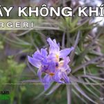 Cây không khí Bergeri - Tillandsia bergeri