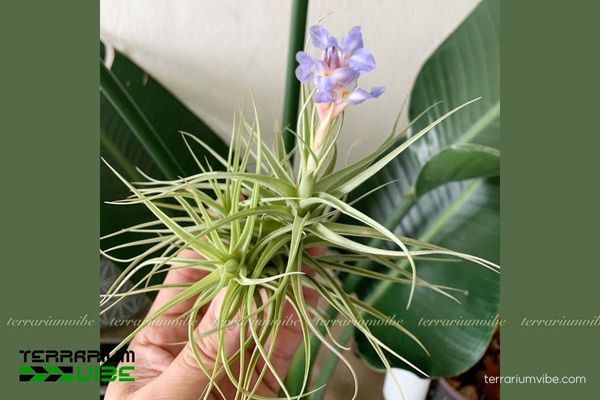 Cây không khí Bergeri - Tillandsia bergeri 3 Một số cây cảnh trồng chung với cây không khí Bergeri trong terrarium