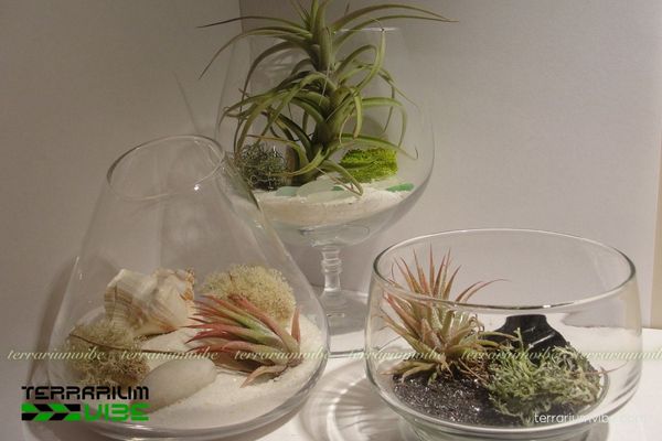 Cây không khí Bergeri - Tillandsia bergeri 4 Các yếu tố cần thiết để chăm sóc tốt T.Bergeri trong terrairum