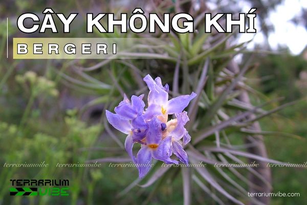 Cây không khí Bergeri - Tillandsia bergeri 1 Tìm hiểu đặc điểm sinh học cây không khí Bergeri