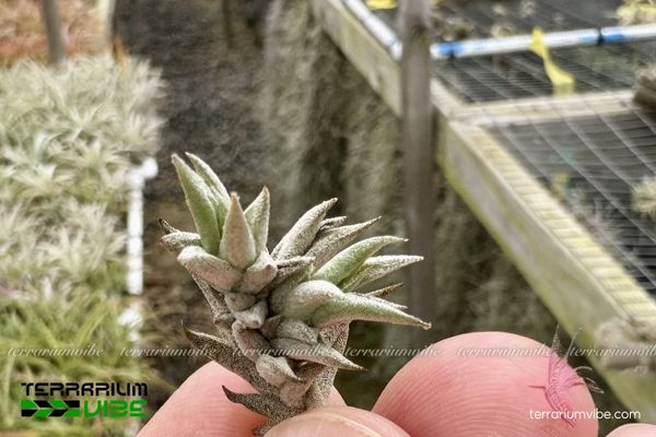 Cây không khí Brealitoensis 2 Đặc điểm nơi sinh trưởng của cây không khí Brealitoensis