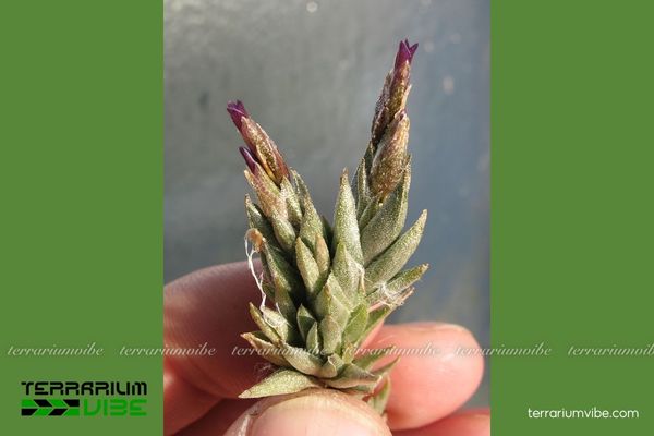 Cây không khí Brealitoensis 3 Tillandsia Brealitoensis phù hợp trong kiểu bình kính mở