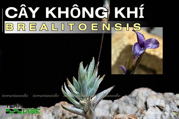 Cây không khí Brealitoensis 1 Tìm hiểu tổng quan về cây không khí Brealitoensis