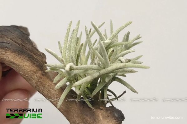 Cây không khí Capillaris 3 Hình dáng nhỏ nhắn của cây rất thích hợp làm terrarium