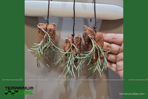 Cây không khí Capillaris 4 Đảm bảo không gian sống phù hợp cho cây trong terrarium