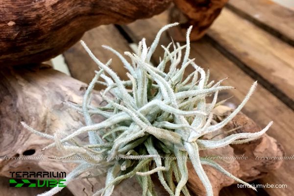 Cây không khí Chusgonensis 2 Nơi sinh sống và phát triển của Tillandsia Chusgonensis