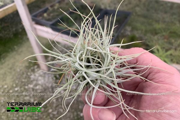 Cây không khí Chusgonensis 3 T.Chusgonensis thích hợp trồng trong không gian thoáng khí