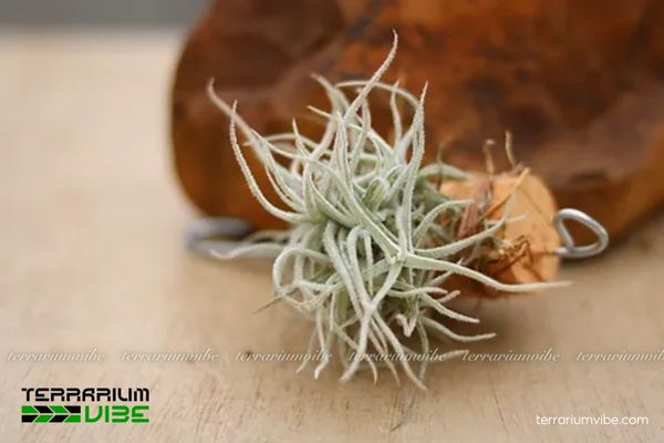 Cây không khí Chusgonensis 4 Phương pháp chăm sóc cơ bản giúp cây khỏe mạnh