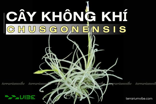 Cây không khí Chusgonensis 1 Đặc điểm hình thái học của cây không khí Chusgonensis