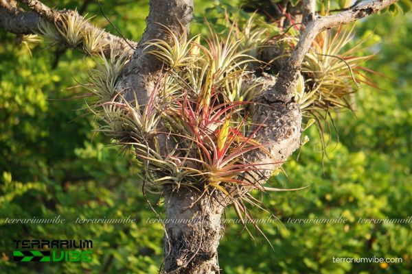 Cây không khí concolor 2 Tìm hiểu về nguồn gốc và nơi sinh trưởng của Tillandsia Concolor